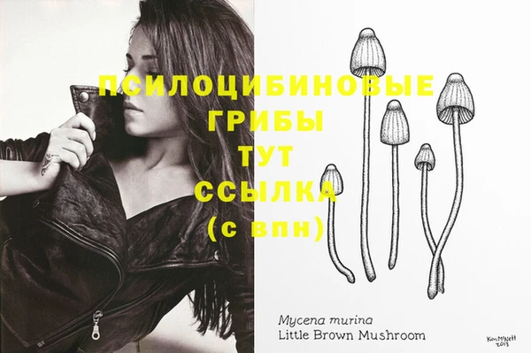 прущие грибы Медногорск